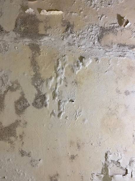 Best Localized Mold Remediation (e.g., coastal areas, humid climates) in Niles, OH