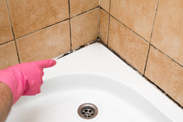 Best Crawl Space Mold Remediation in Niles, OH
